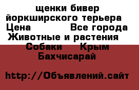 щенки бивер йоркширского терьера › Цена ­ 8 000 - Все города Животные и растения » Собаки   . Крым,Бахчисарай